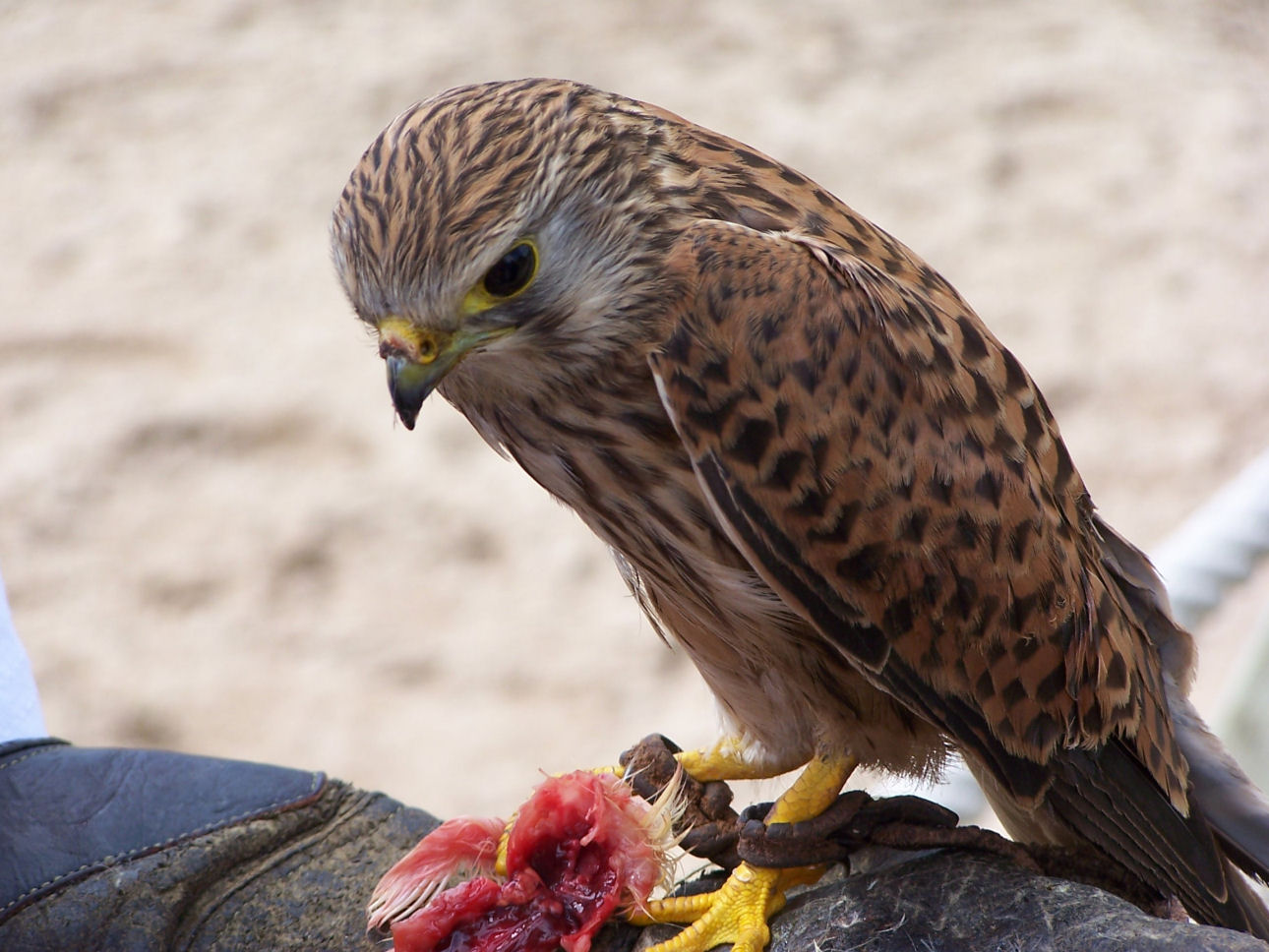 Wallpapers Animals Birds - Raptors 