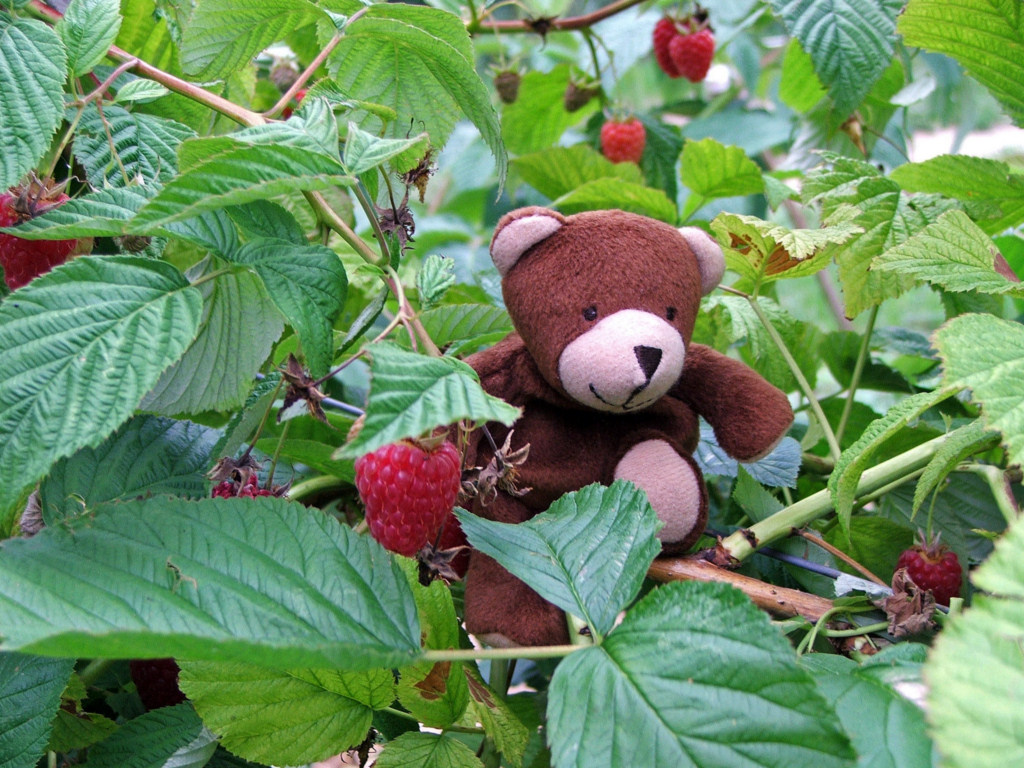 Wallpapers Objects Cuddly Petit Ours se gave de framboises...