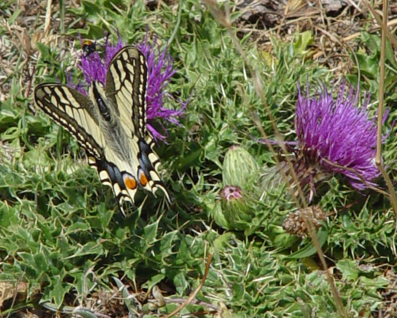 Fonds d'cran Animaux Insectes - Papillons 