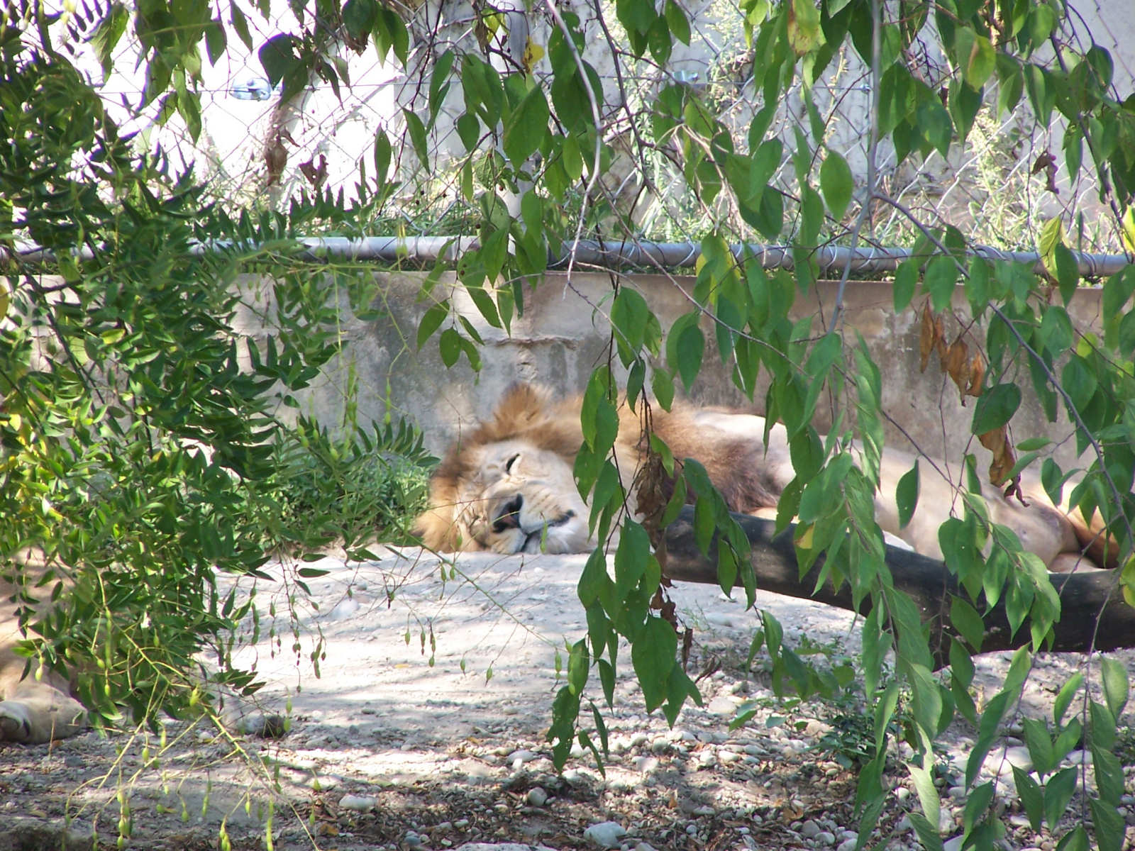 Fonds d'cran Animaux Flins - Lions 