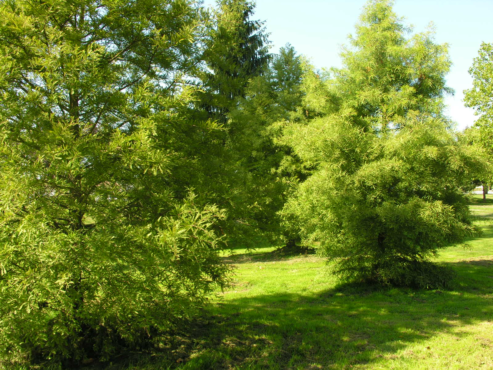 Fonds d'cran Nature Arbres - Forts 