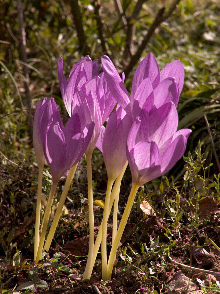 Fonds d'cran Nature Fleurs colchicum autumnale