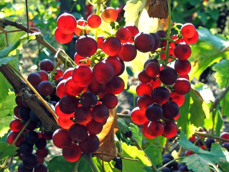 Fonds d'cran Nature Fruits Vignoble du Kochersberg en fin d'aprs-midi...