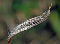 Fonds d'cran Nature Hamac de feuille...