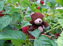 Wallpapers Objects Petit Ours se gave de framboises...