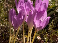 Wallpapers Nature colchicum autumnale