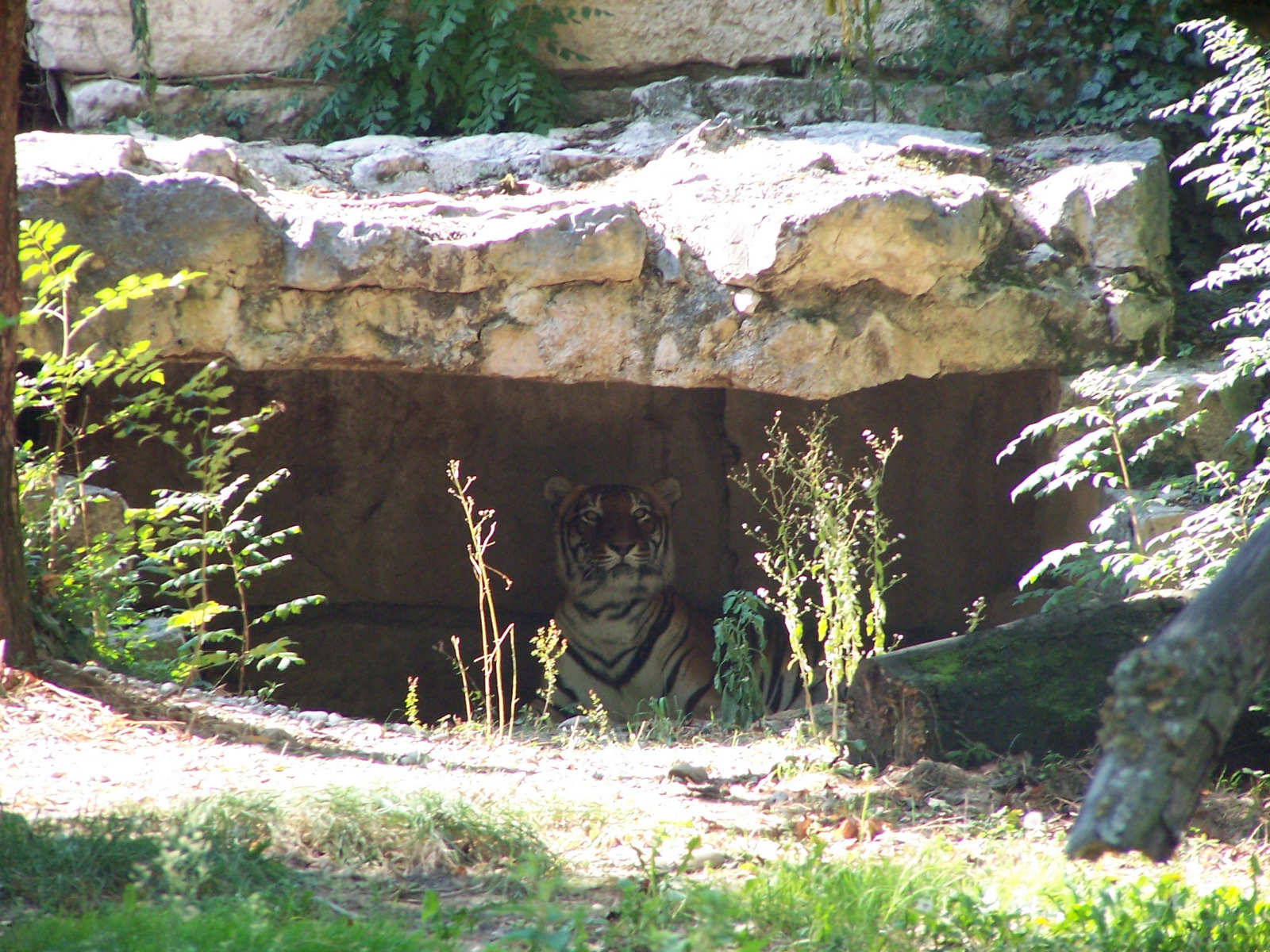 Fonds d'cran Animaux Flins - Tigres 