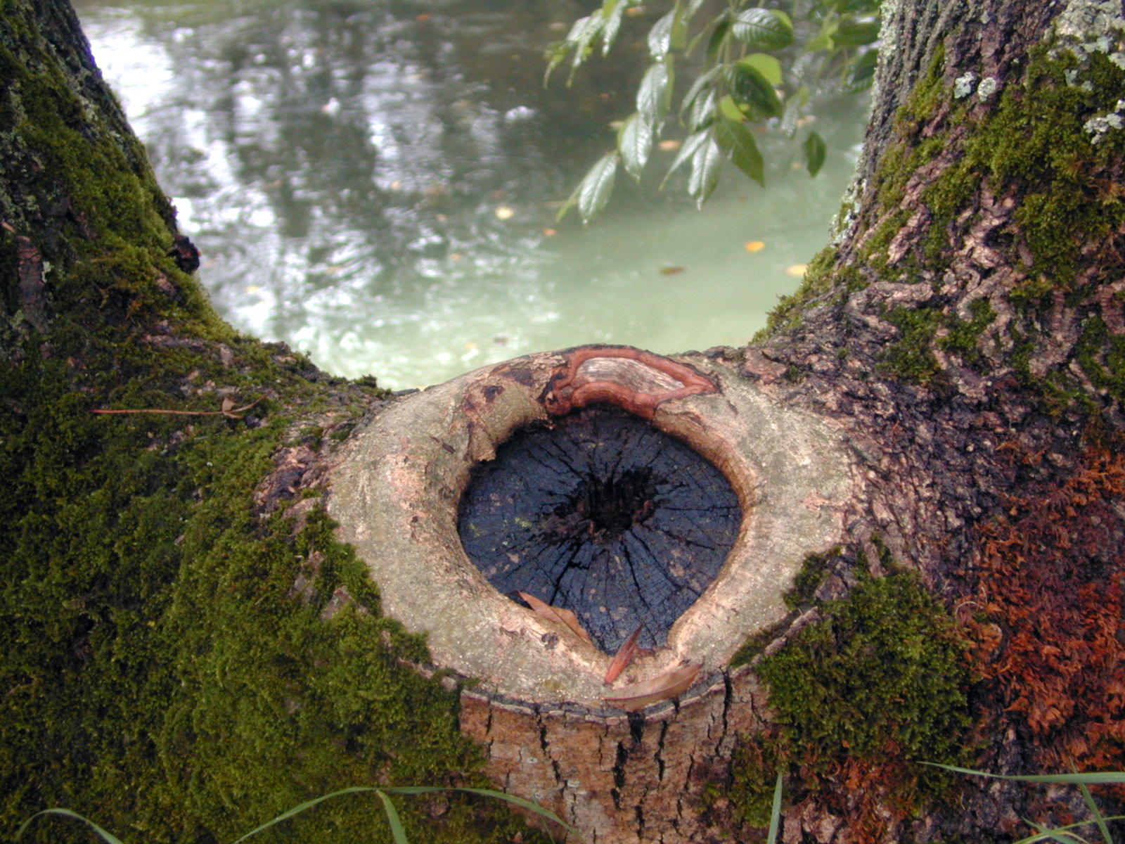 Fonds d'cran Nature Arbres - Forts 