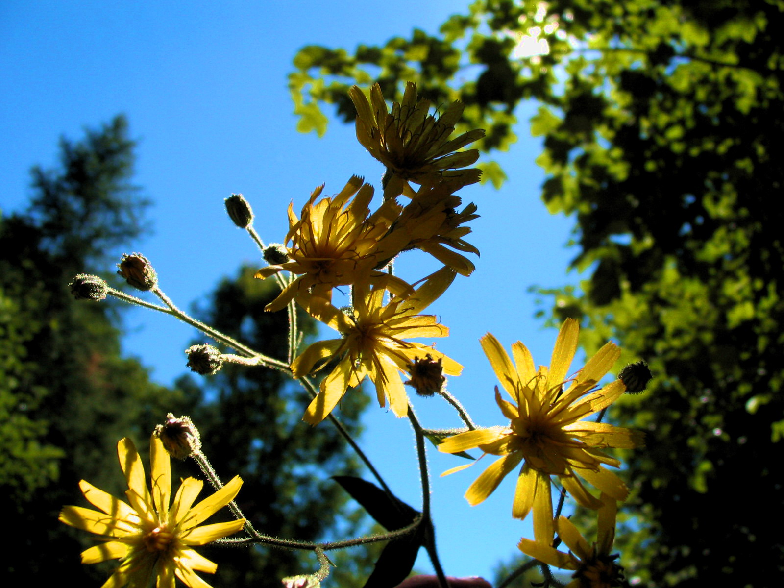 Wallpapers Nature Flowers :-)