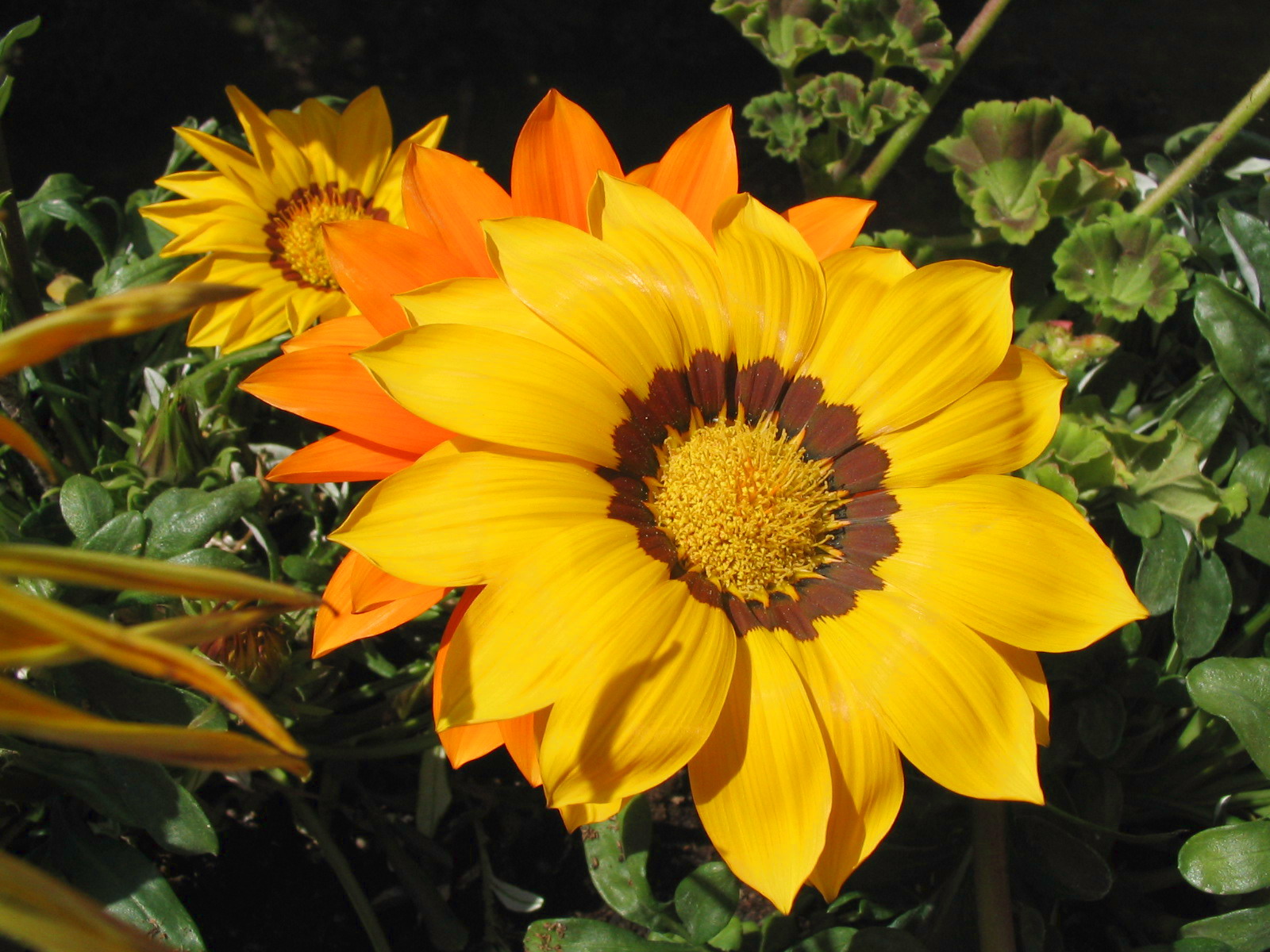 Fonds d'cran Nature Fleurs Fleurs de mon balcon