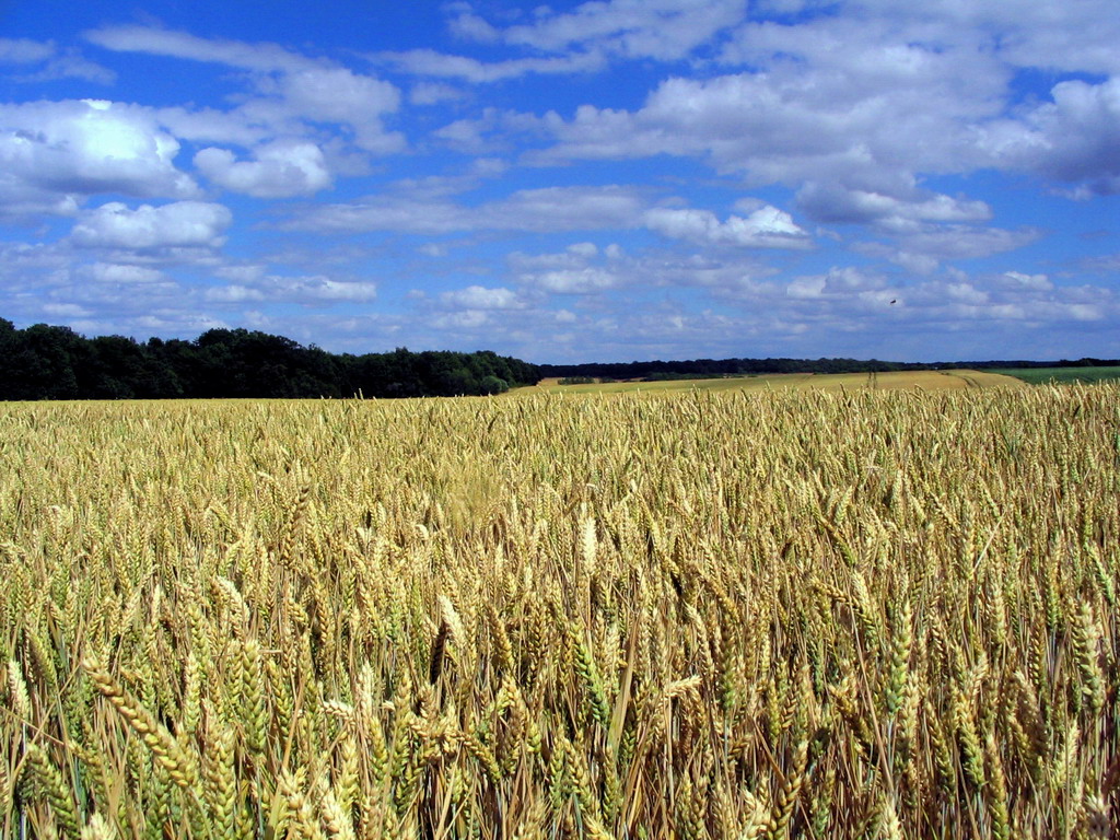 Fonds d'cran Nature Champs - Prairies Champ de bl du ct d\'Auxerre