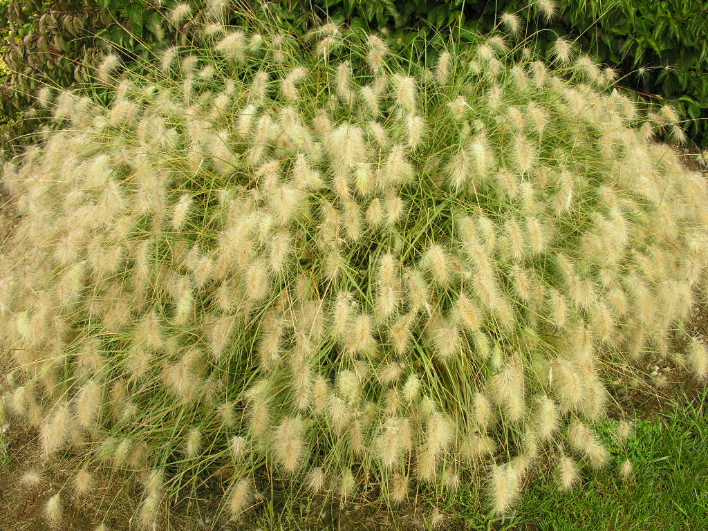 Fonds d'cran Nature Plantes - Arbustes 