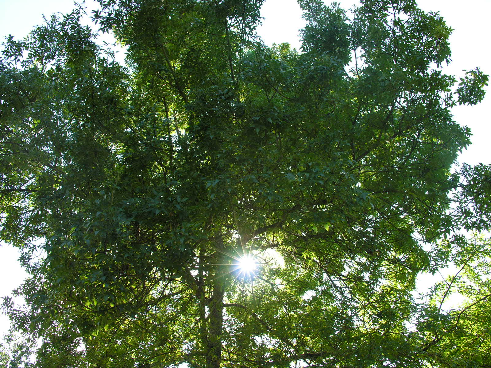 Fonds d'cran Nature Arbres - Forts 