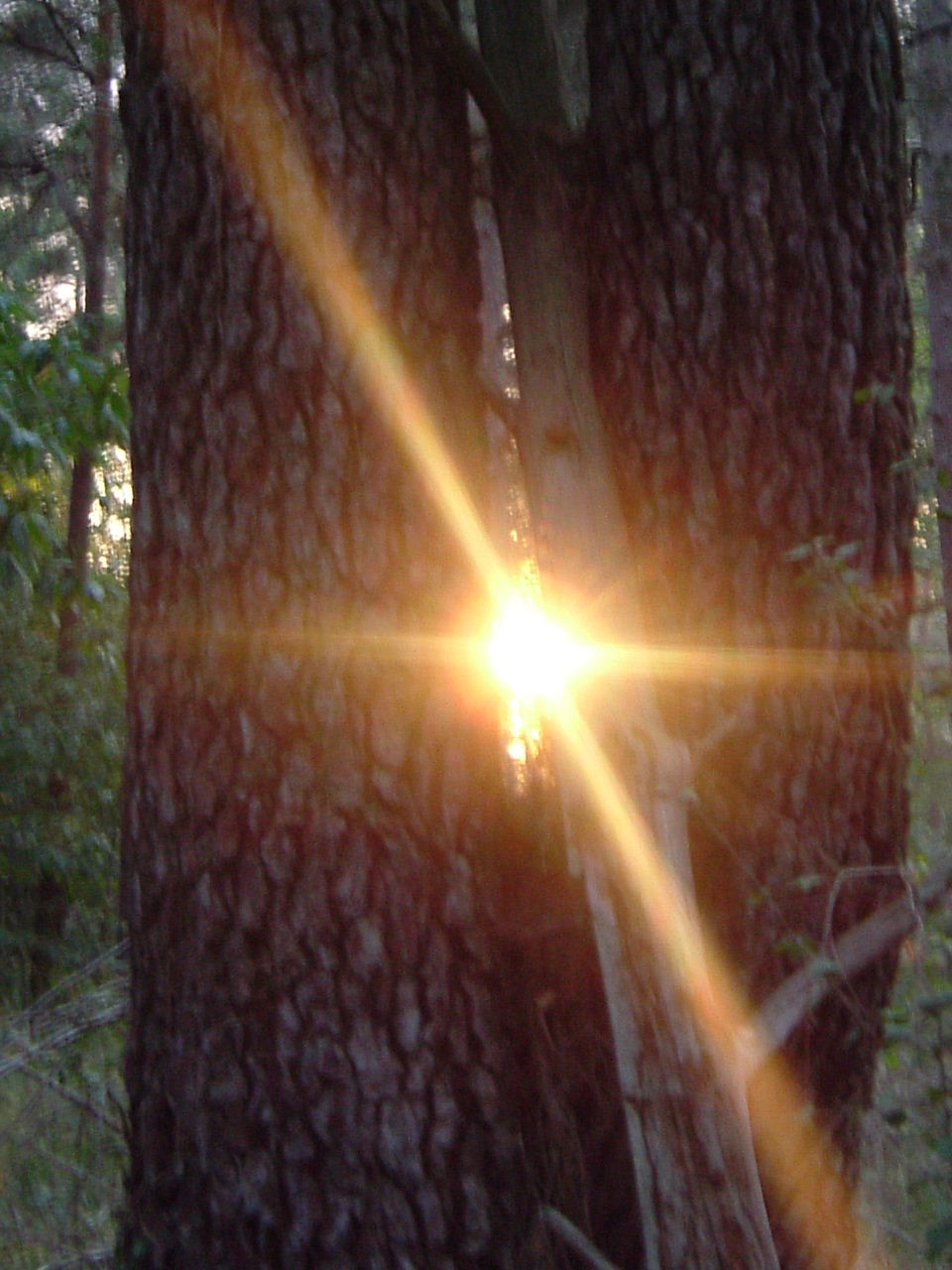 Wallpapers Nature Trees - Forests Coucher de soleil