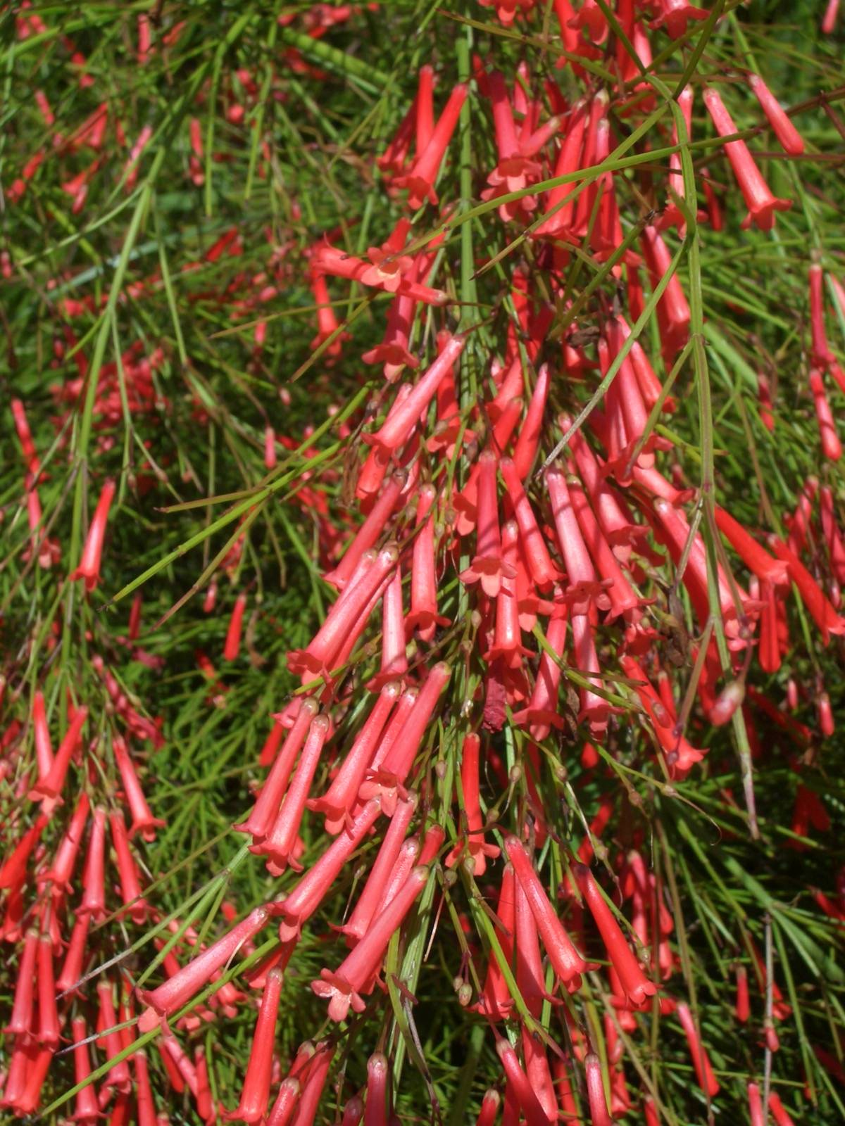 Fonds d'cran Nature Fleurs 