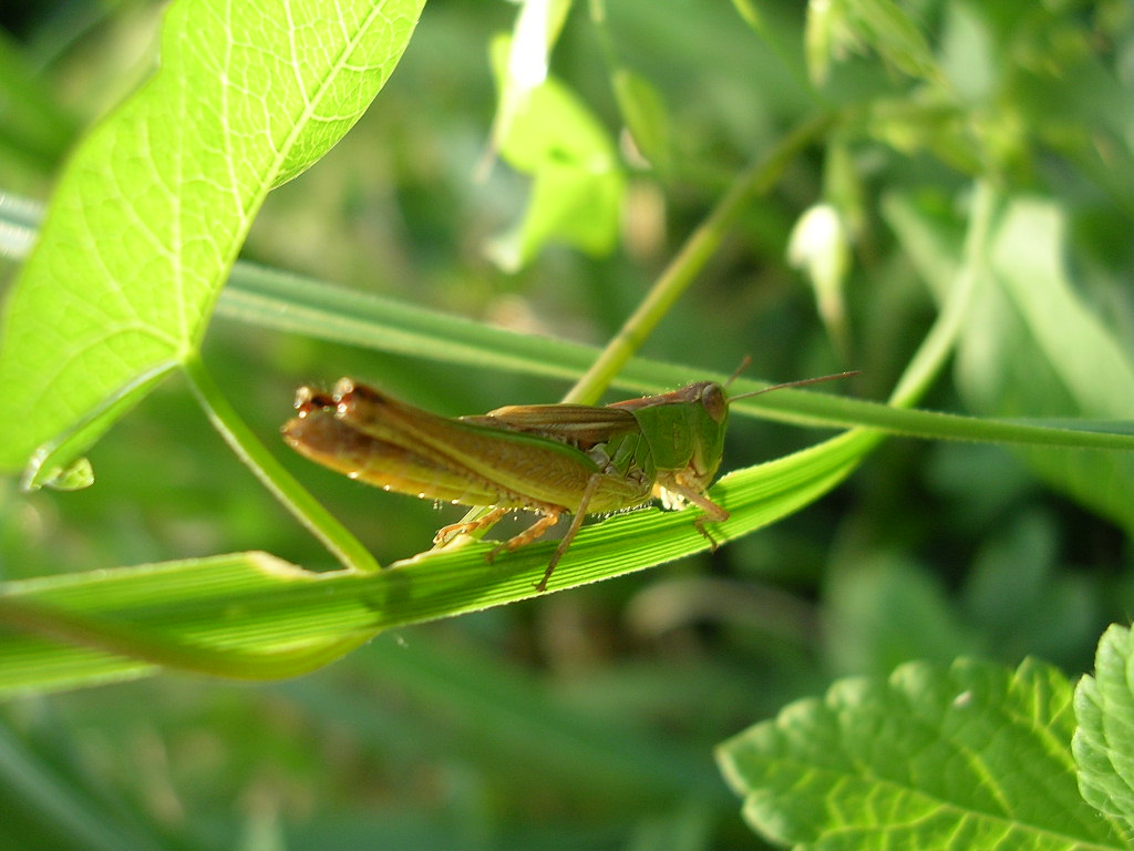 Fonds d'cran Animaux Insectes - Sauterelles et Criquets Sauterelle