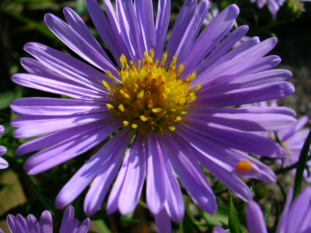 Fonds d'cran Nature Fleurs Aster