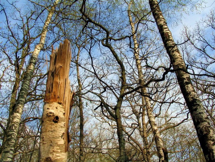 Fonds d'cran Nature Arbres - Forts Quel bouleau !