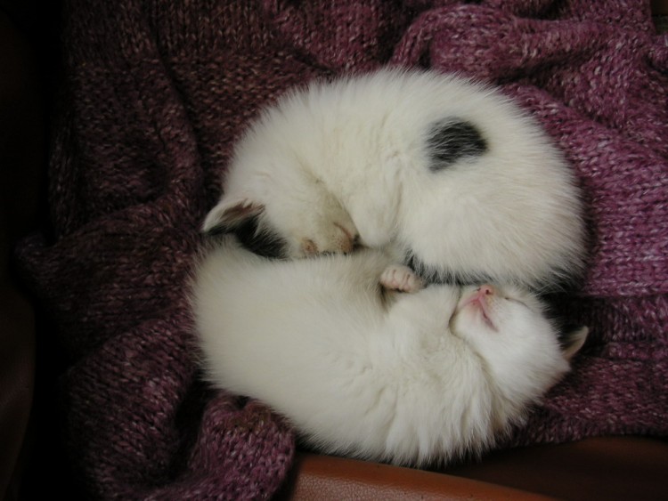 Wallpapers Animals Cats - Kittens ying yang