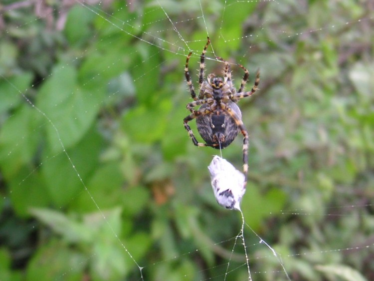 Fonds d'cran Animaux Araignes peire ficelle son diner