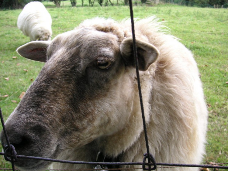 Fonds d'cran Animaux Moutons - Mouflons Qui observe qui