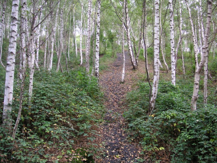 Wallpapers Nature Trees - Forests bouleau l'arbre des terrils