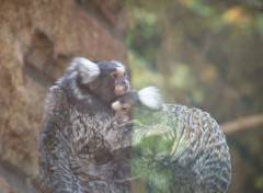 Fonds d'cran Animaux Gros calin