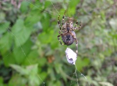 Fonds d'cran Animaux peire ficelle son diner