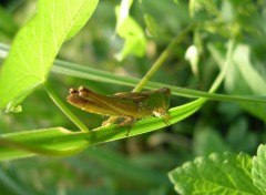 Fonds d'cran Animaux Sauterelle