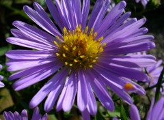 Wallpapers Nature Aster