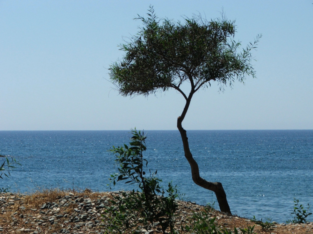 Fonds d'cran Nature Arbres - Forts Ile de Chypre : Limassol