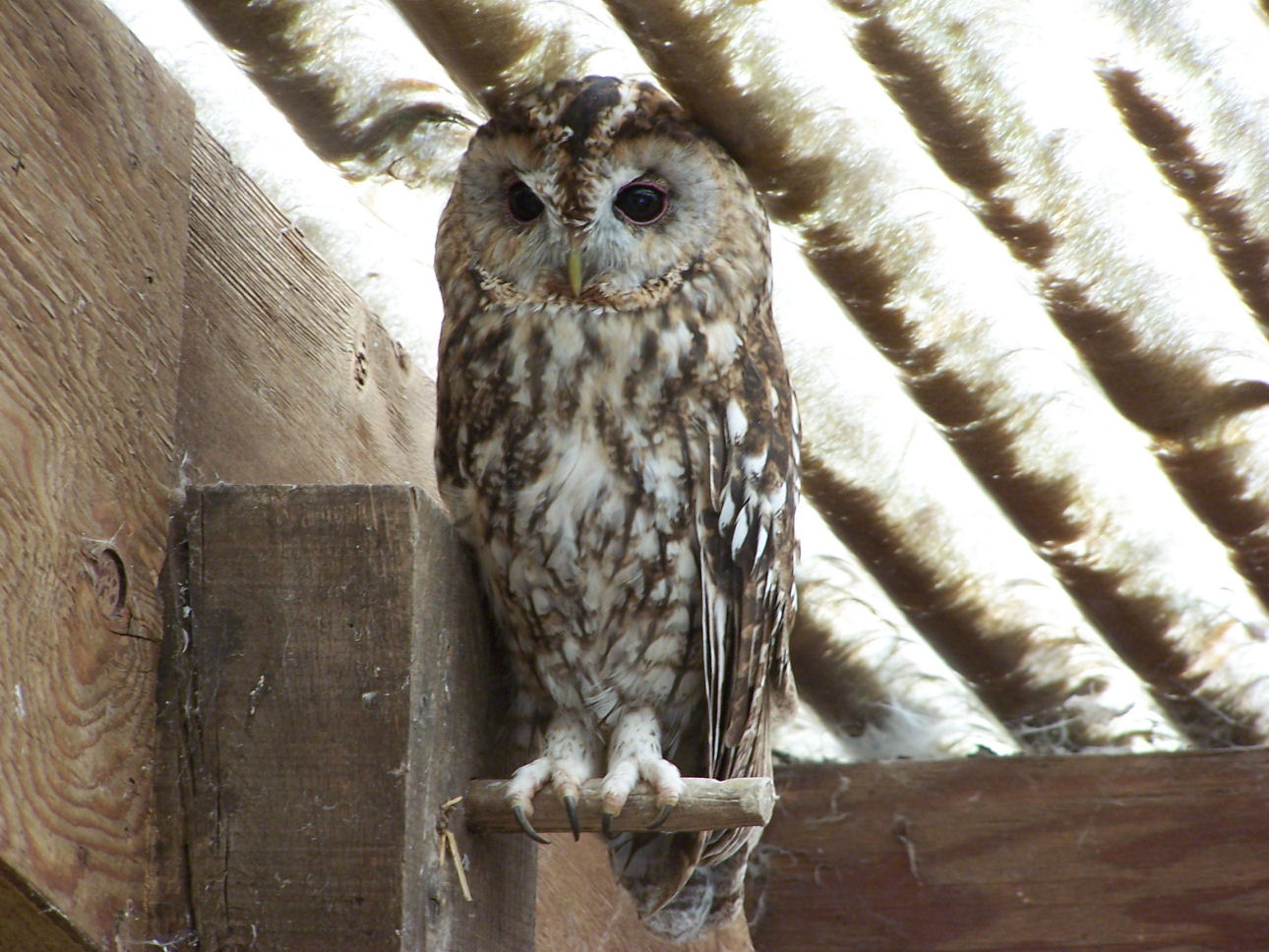 Fonds d'cran Animaux Oiseaux - Rapaces divers 