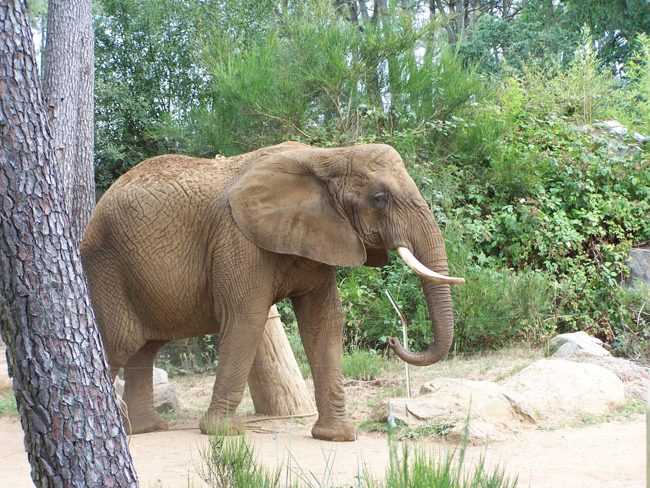 Fonds d'cran Animaux Eléphants 