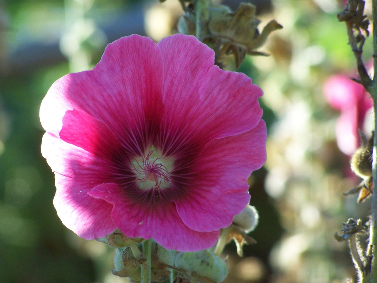 Fonds d'cran Nature Fleurs 