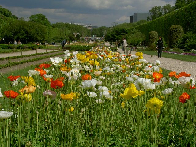 Wallpapers Nature Flowers 