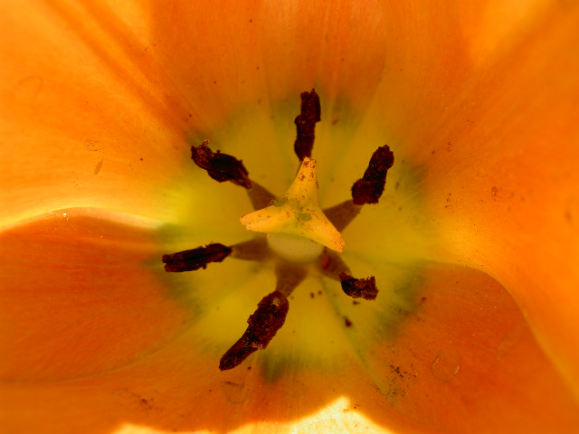 Fonds d'cran Nature Fleurs 