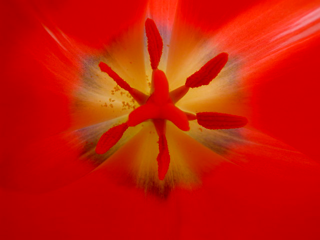 Fonds d'cran Nature Fleurs 