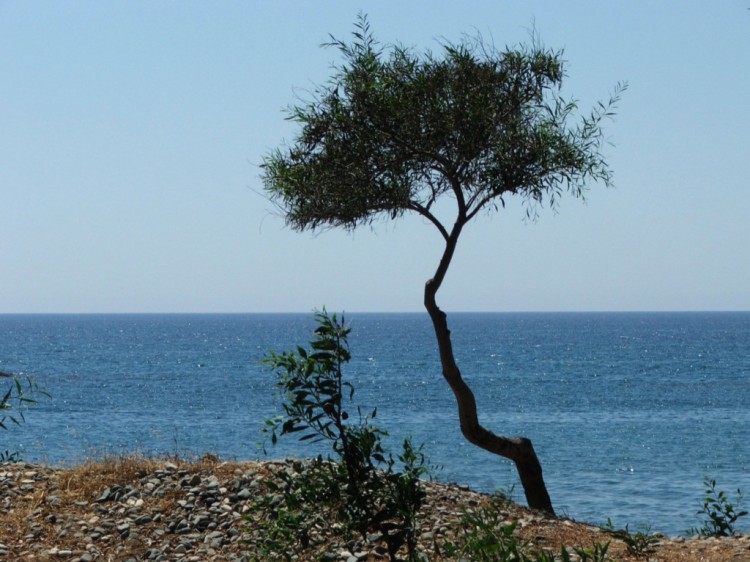 Wallpapers Nature Trees - Forests Ile de Chypre : Limassol