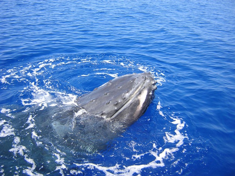 Fonds d'cran Animaux Vie marine - Baleines et Cachalots pirouette