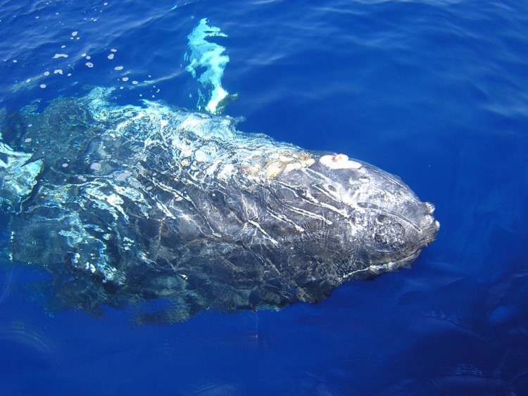 Fonds d'cran Animaux Vie marine - Baleines et Cachalots A fleur d'eau..