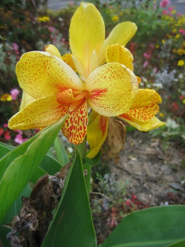 Fonds d'cran Nature Fleurs Tite fleur