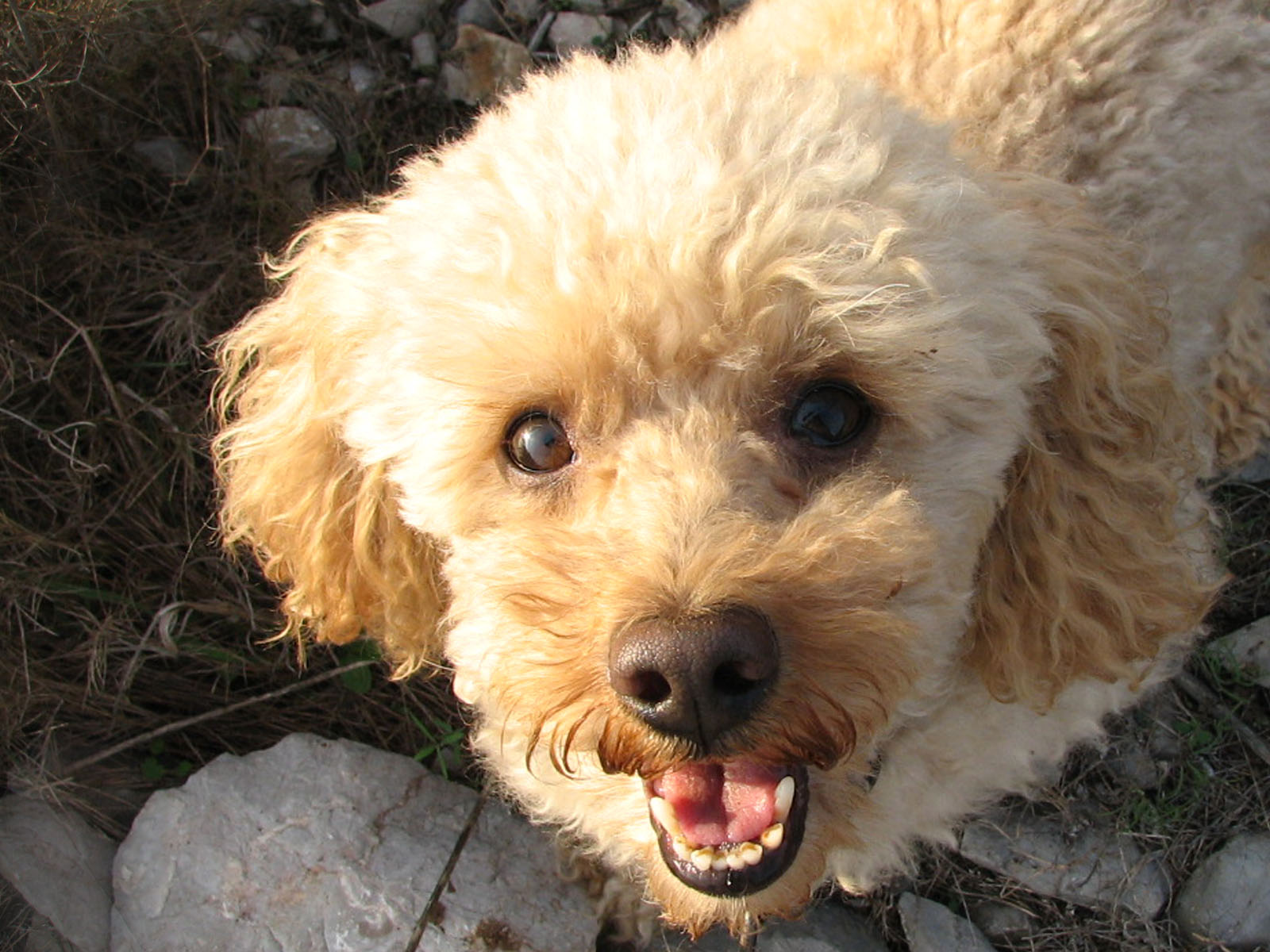 Wallpapers Animals Dogs un petit coucou de Macao