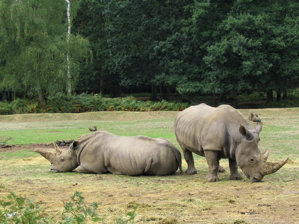 Fonds d'cran Animaux Rhinocros Rhino-froce ?