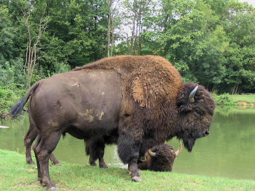 Wallpapers Animals Buffalo Bisons d'ile de france ...