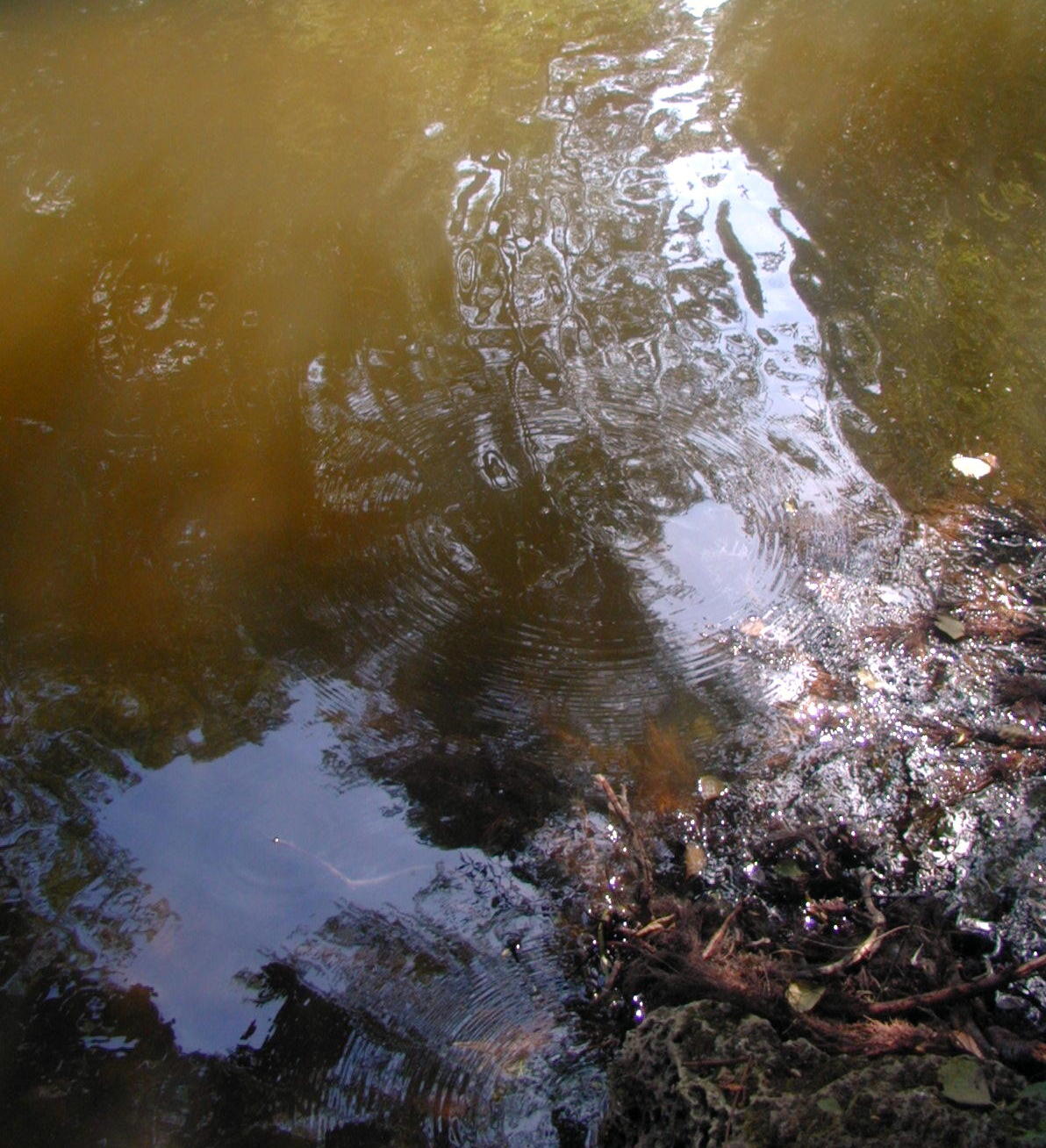 Wallpapers Nature Water - Reflection Reflets