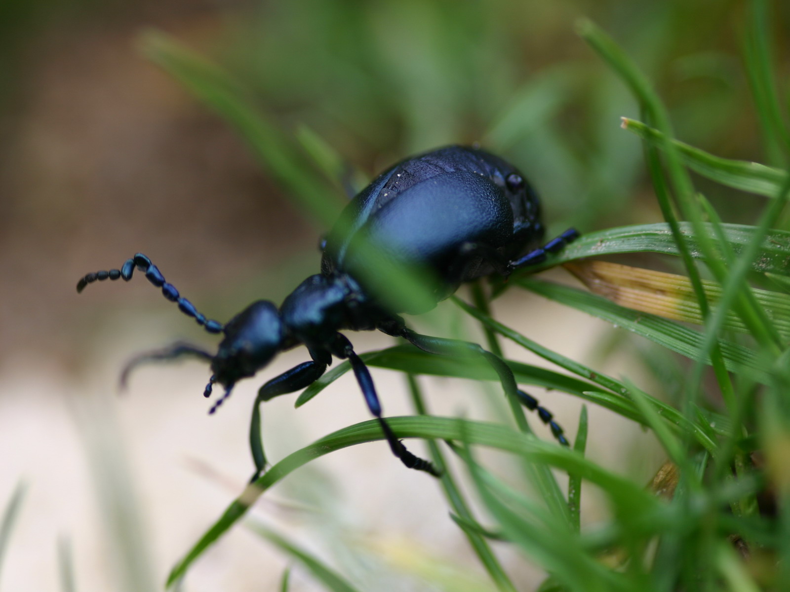 Fonds d'cran Animaux Insectes - Divers 