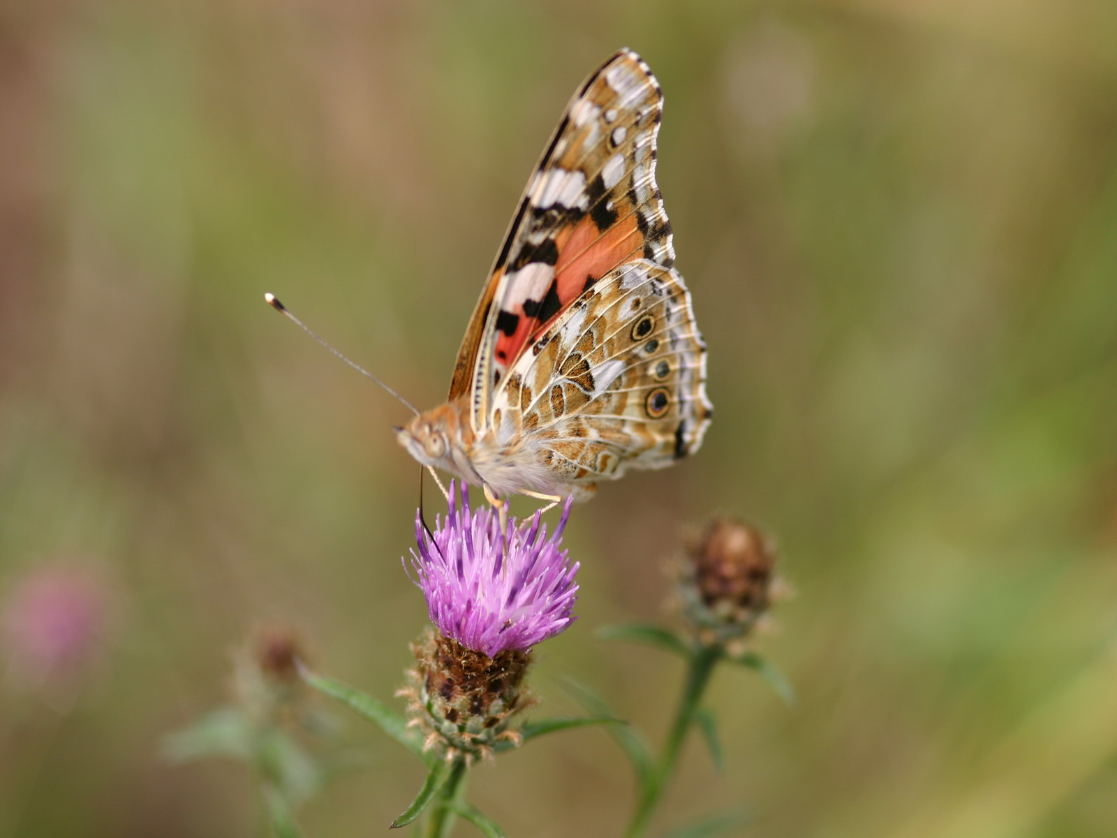 Wallpapers Animals Insects - Butterflies 