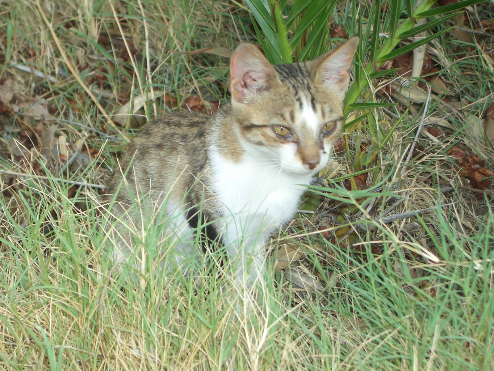 Fonds d'cran Animaux Chats - Chatons 