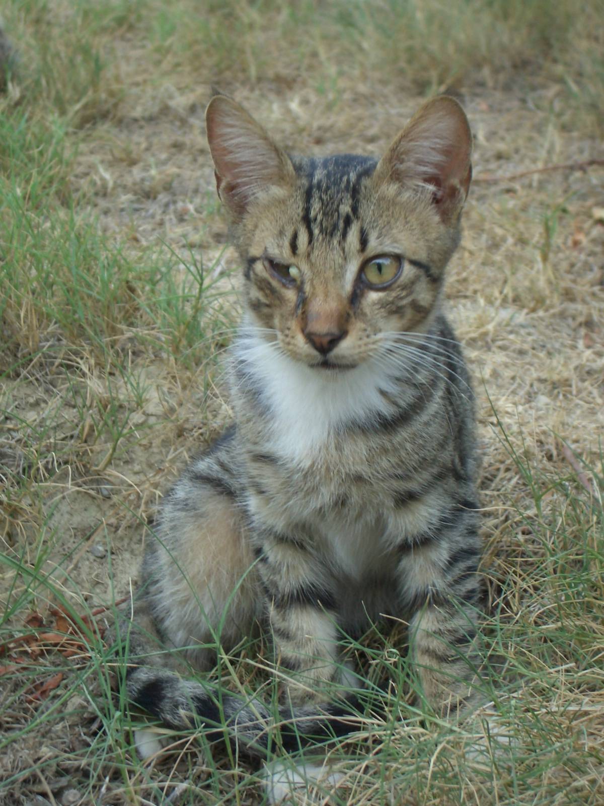 Fonds d'cran Animaux Chats - Chatons 