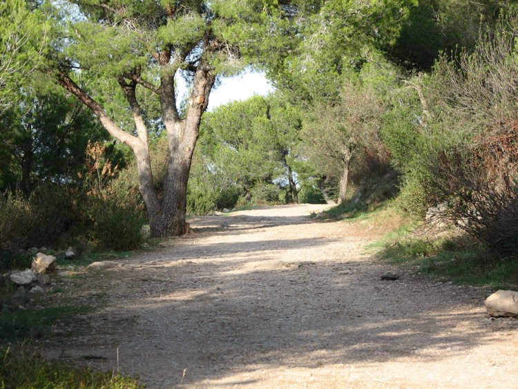 Fonds d'cran Nature Arbres - Forts promenons dans les bois....